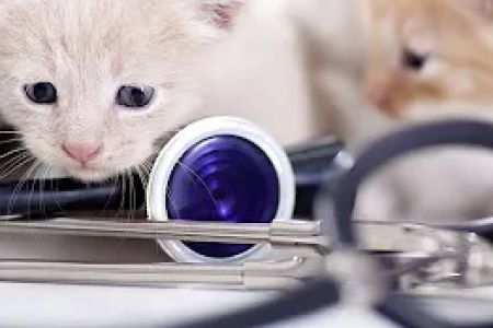 Animal Dermatology Clinic