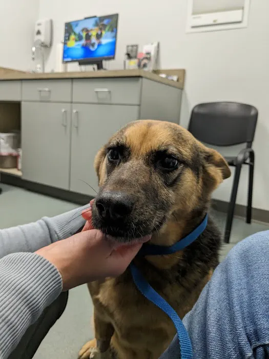 Carolina Veterinary Specialists Charlotte 3