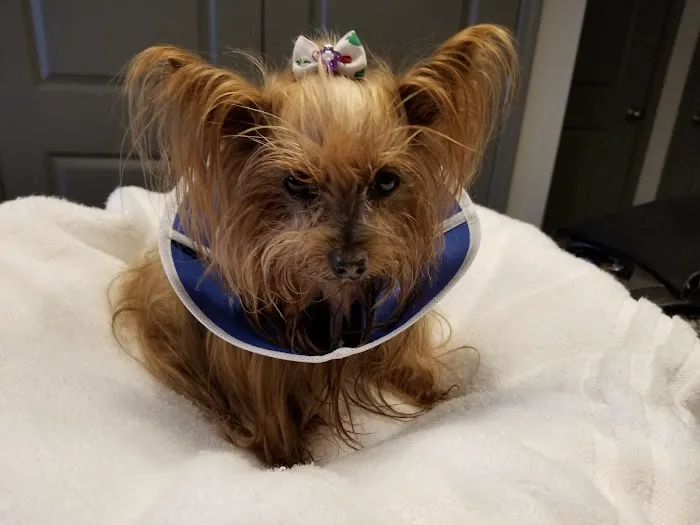 Carolina Veterinary Specialists Charlotte 8