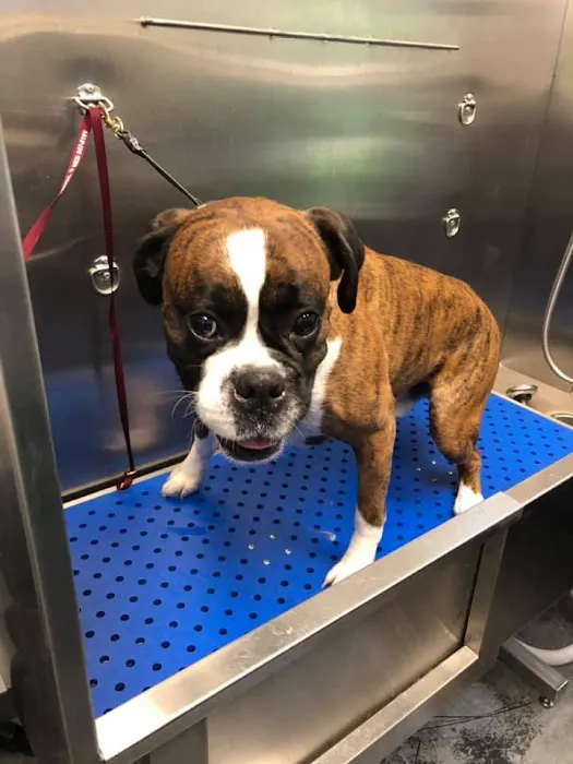 Palmetto Pet Hospital 2