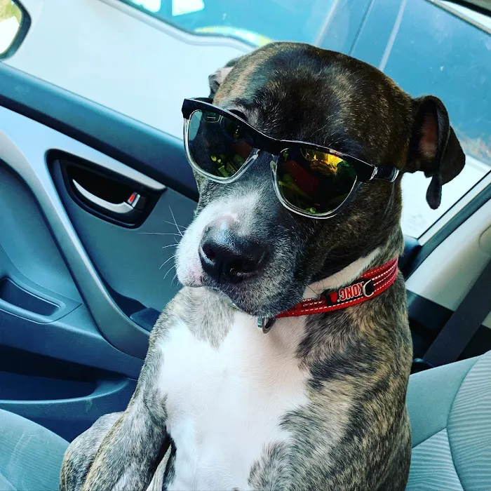 Palmetto Pet Hospital 9