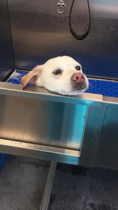 Palmetto Pet Hospital 8