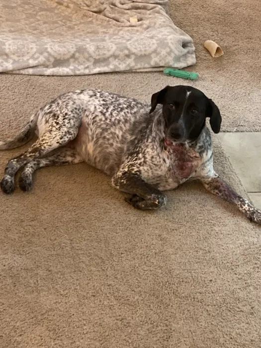 Palmetto Pet Hospital 10