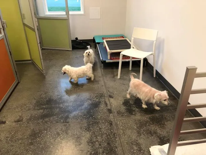 Palmetto Pet Hospital 7