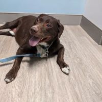 Veterinary Medical Center of Fort Mill ico