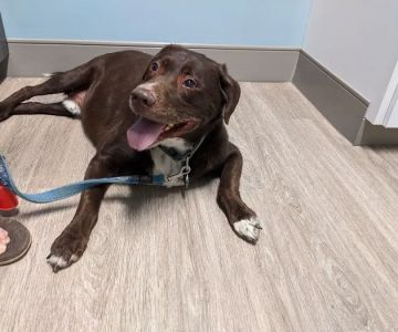 Veterinary Medical Center of Fort Mill