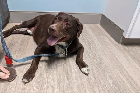 Veterinary Medical Center of Fort Mill