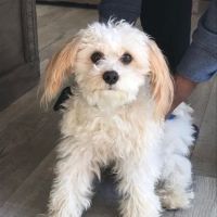 Carolina Integrative Veterinary Hospital - Ryn Marlowe, DVM ico