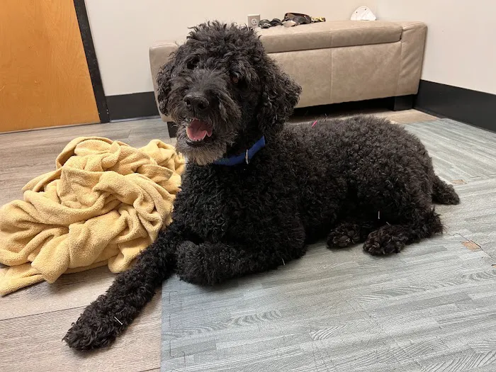 Carolina Integrative Veterinary Hospital - Ryn Marlowe, DVM 5