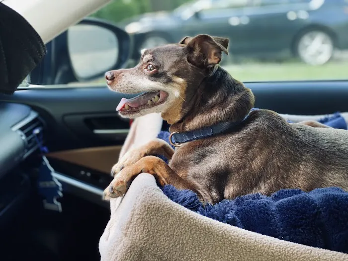 Carolina Integrative Veterinary Hospital - Ryn Marlowe, DVM 6