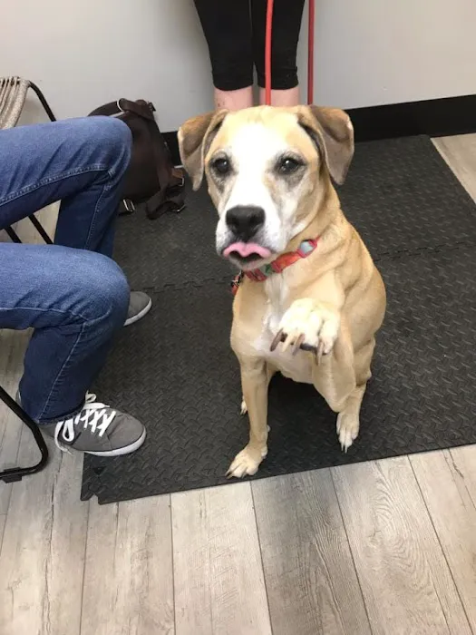 Carolina Integrative Veterinary Hospital - Ryn Marlowe, DVM 4