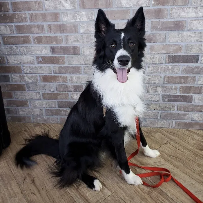 Fort Mill Animal Hospital 4