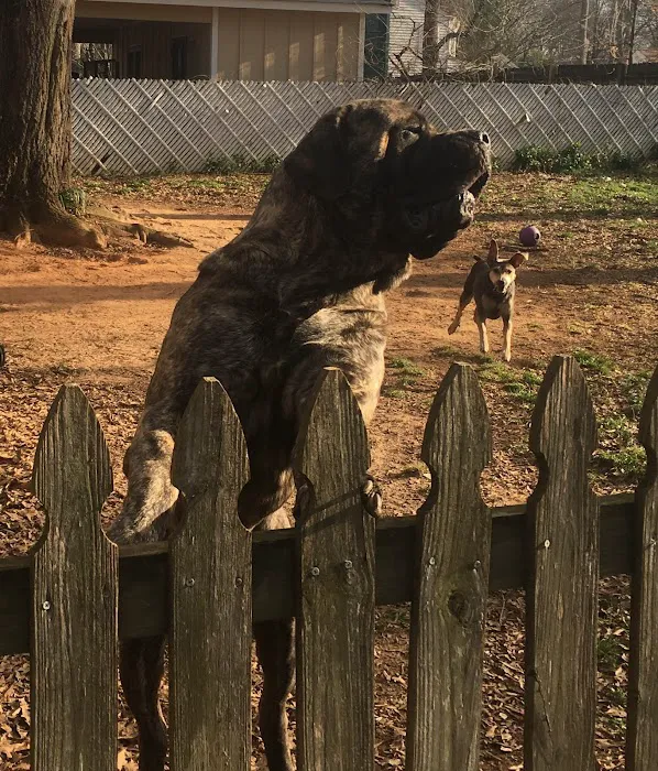 Fort Mill Animal Hospital 5