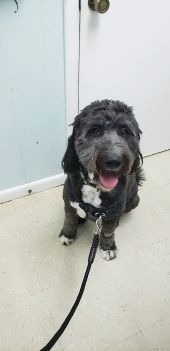 Tega Cay Veterinarian 12