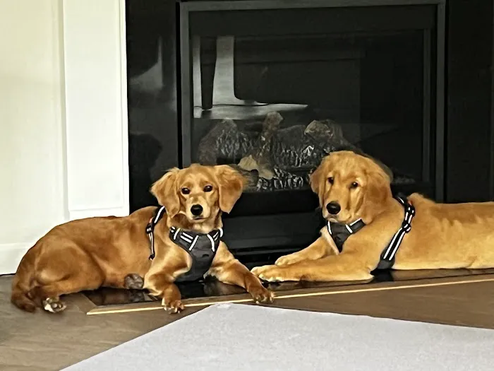 Tega Cay Veterinarian 12