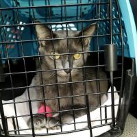 Tega Cay Veterinarian ico
