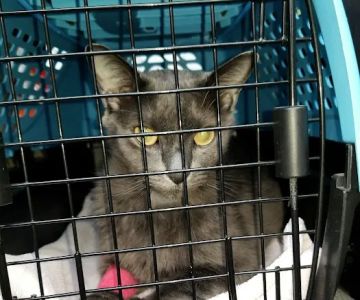 Tega Cay Veterinarian