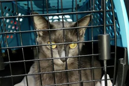 Tega Cay Veterinarian