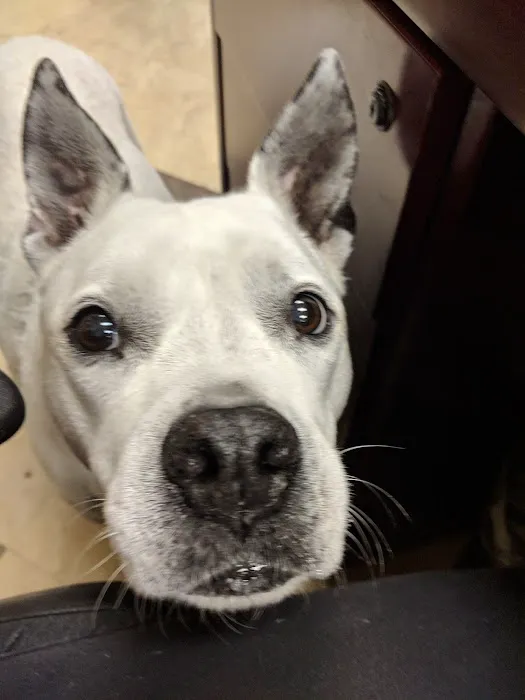 Tega Cay Veterinarian 12