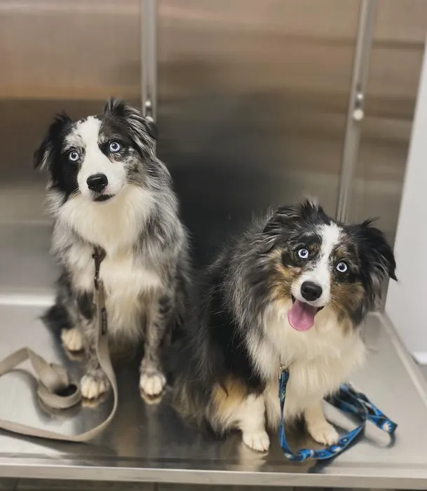 Curtsinger Animal Hospital 3