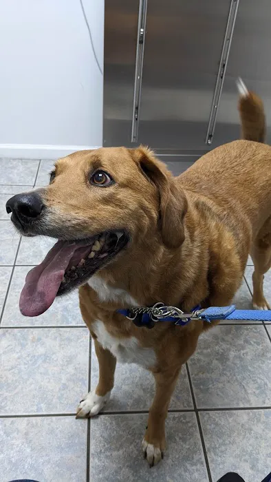 Curtsinger Animal Hospital 1