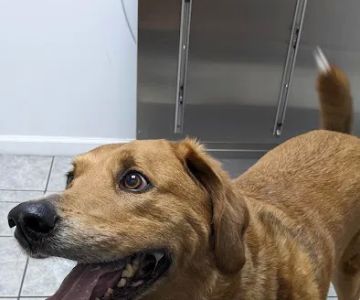Curtsinger Animal Hospital