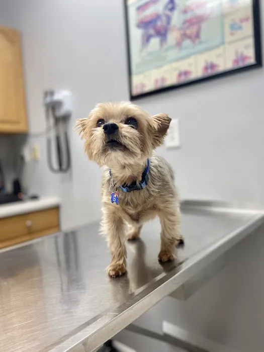 Curtsinger Animal Hospital 7