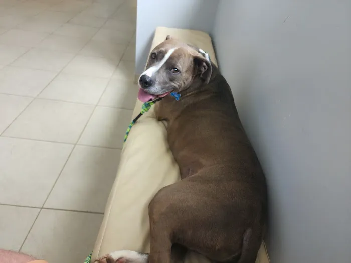 VCA Indian Land Animal Hospital 8