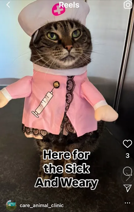 Care Animal Clinic: Jill Kusba, DVM, MS, CCRT, CVA 12