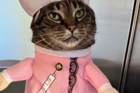 Care Animal Clinic: Jill Kusba, DVM, MS, CCRT, CVA
