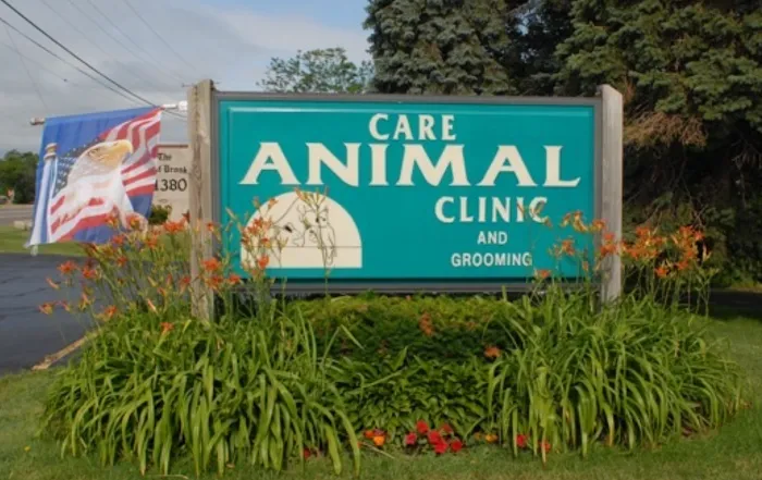 Care Animal Clinic 10