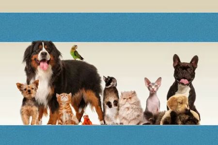 Brook-Falls Veterinary Hospital & Exotic Care