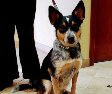 Bayshore Veterinary Clinic