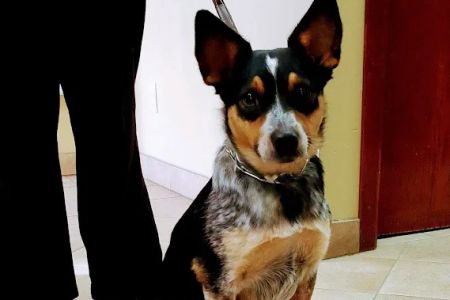 Bayshore Veterinary Clinic