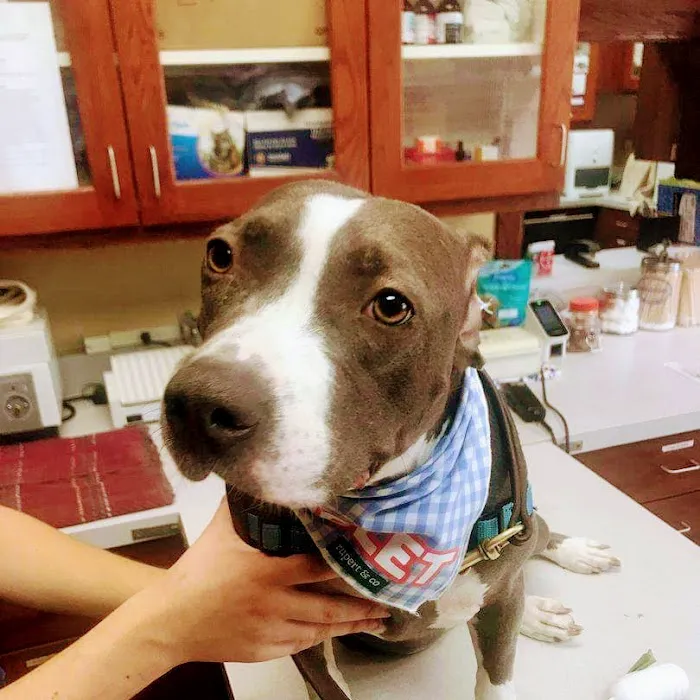 Bayshore Veterinary Clinic 4