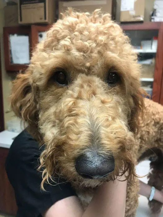 Bayshore Veterinary Clinic 9