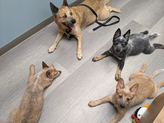 Shorewood Animal Hospital 12