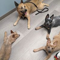 Shorewood Animal Hospital ico