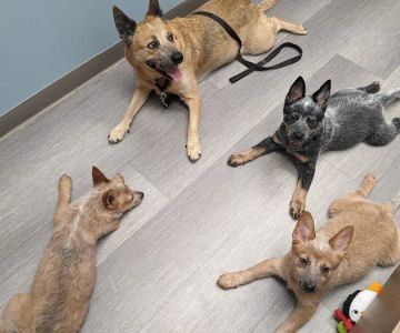 Shorewood Animal Hospital