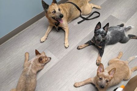 Shorewood Animal Hospital