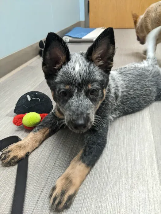 Shorewood Animal Hospital 12