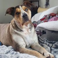 Oak Leaf Veterinary Clinic ico