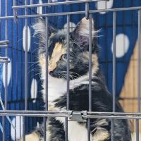Family Pet Clinic ico