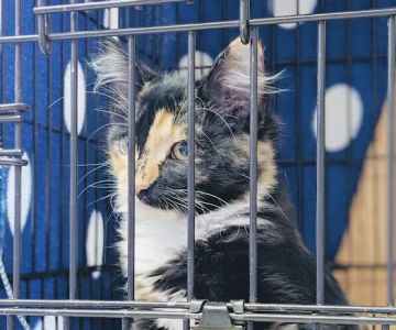 Family Pet Clinic