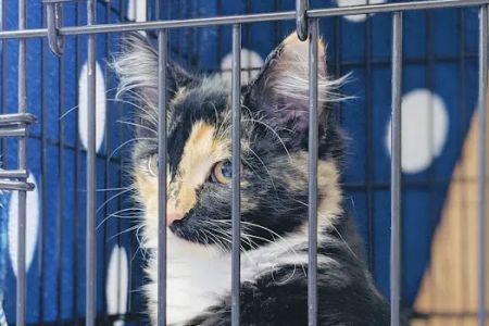 Family Pet Clinic