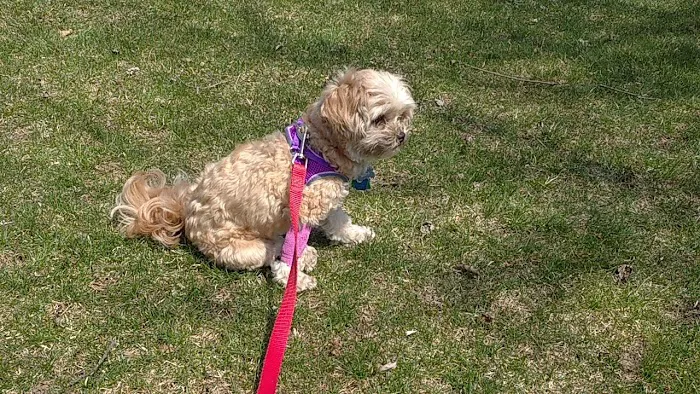 Family Pet Clinic 3