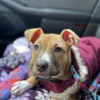 Healthy Paws Animal Clinic ico