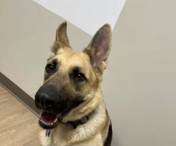 BluePearl Pet Hospital