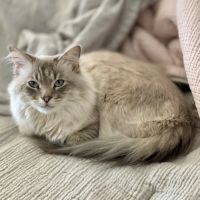 Lakeside Animal Hospital ico