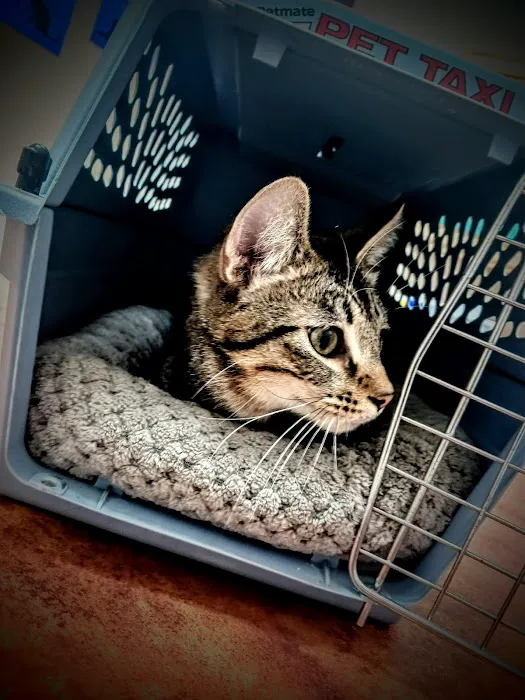 Crossroads Veterinary Clinic 1
